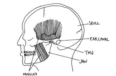 drawing of human scull